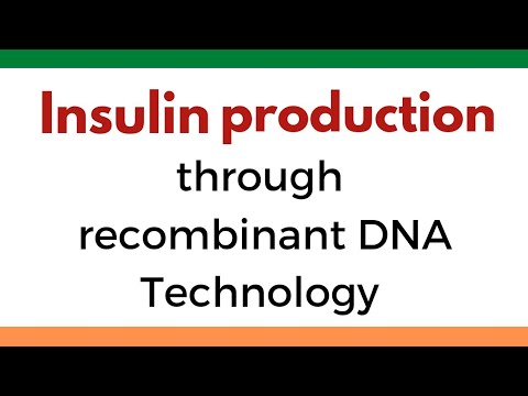 Production of insulin through recombinant DNA technology or Genetic Engineering