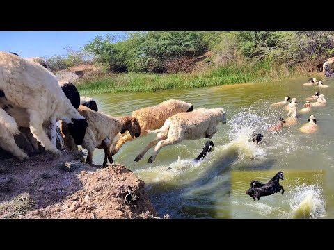 , title : 'Sheeps Swimming 🐑Lake Crossing| Sheeps Jumping Into The River