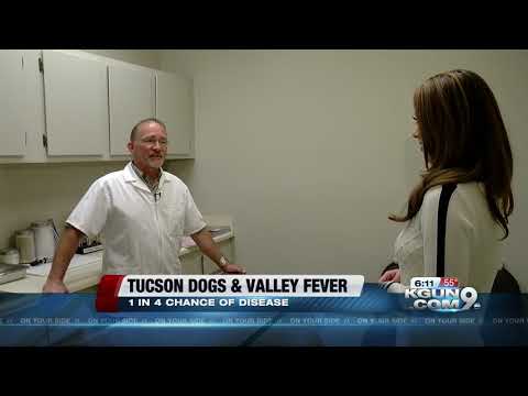 Dog owner believes her dog may have been exposed to valley fever from Ina Road construction dust