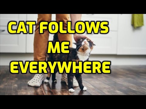 Why Cats Follow You Around The House