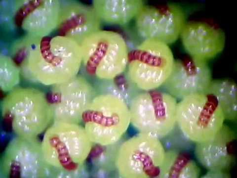 Polypodium vulgare time lapse - YouTube