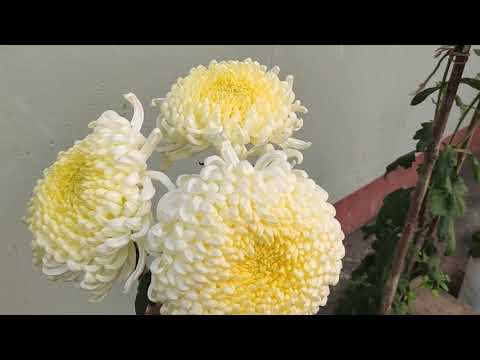 Showing variety of flowers in home.