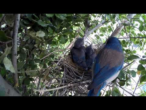 Scrub Jay Nest activity raw footage 5-06-2015 (15 clips) V18564