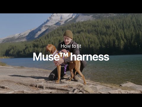 Säker | How to fit your Muse Harness