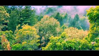 Mist. Bonny Doon, CA.