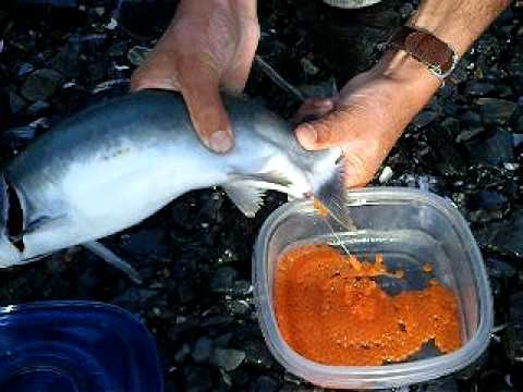 Isda ng langis na paggamit para sa pagbaba ng timbang Rice porridge pagbaba ng timbang mga review