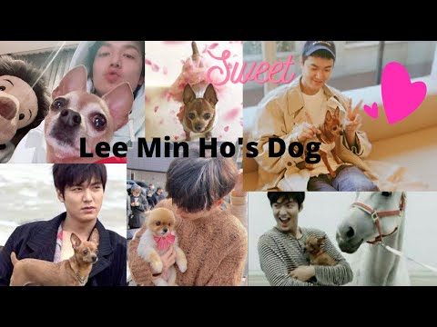 Lee Min Ho Playing With Dogs (Pets) TikTok