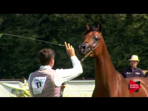 N.17 HDM MARIA APAL - Chantilly 2017 World Cup - 2 Years Old Fillies (Class 2)