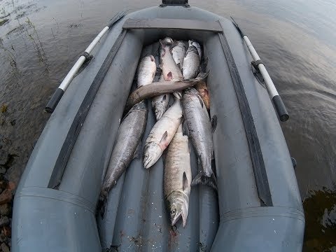 Рыбалка ставными сетями! И это - осенняя кета???