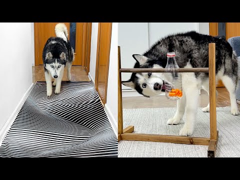 Wie Husky ungewöhnliche Hindernisse überwindet / Lustiger Hund