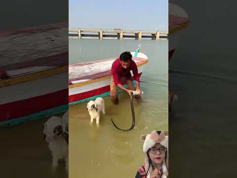 JANGAN GANGGU KAMBINGKU‼️