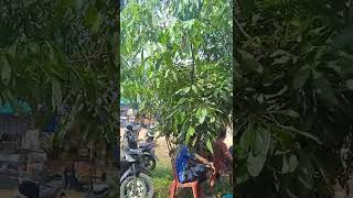 Download lagu STORY WA HALU VIDEO MENTAHAN LAGI DI TEMPAT ORANG PESTA mp3