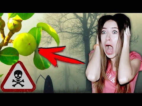 Я ЧУТЬ НЕ ПОГИБЛА ДЕРЕВО СМЕРТИ НА КЮРАСАО | Elli Di