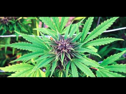 DRAVE - FUMA ROBA BUONA