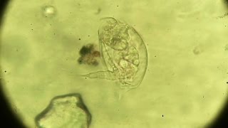 Microscopic Preparations Majeranek - life 2 (compilation) mikroskop preparat życie