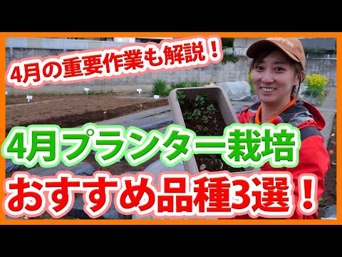 4月に種から植える野菜 ニンジン 場所を決定 庭 正方形 長方形