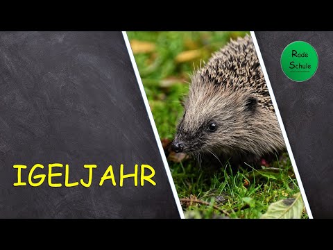 Der Igel - Was macht ein Igel im Jahreslauf - Sachunterricht - 2. Klasse - Grundschule