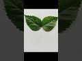 Butterfly Made By Hibiscus Leaves Sn P Creation
