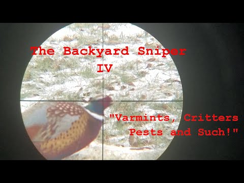 The Backyard Sniper IV - Varmints, Critters, Pests and Such!