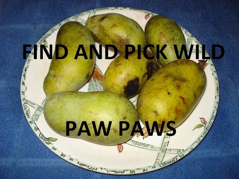 download lagu mp3 mp4 How To Tell If A Pawpaw Is Ripe, download lagu How To Tell If A Pawpaw Is Ripe gratis, unduh video klip How To Tell If A Pawpaw Is Ripe