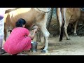 Cow Milking Cow Milking By Hand Village Cow Milking By Hand Village Life Cow Milking By Hand