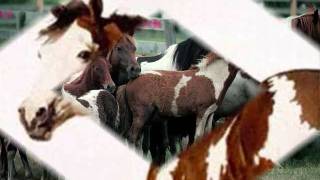 Wild Horses by Alicia Keys and Adam Levine