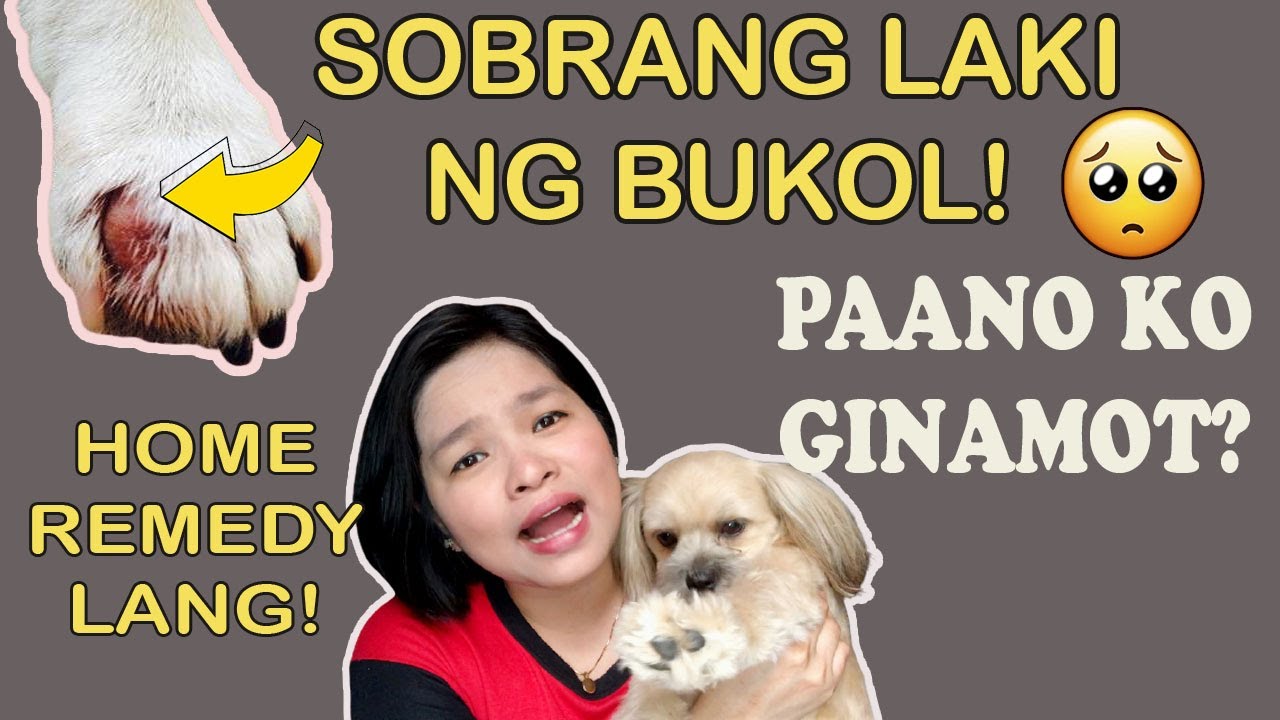 GAMOT SA SWOLLEN PAW EFFECTIVE | TIPID TIPS NA GAMOT SA SUGAT NG ASO SHIH TZU | PANGANGATI NG ASO