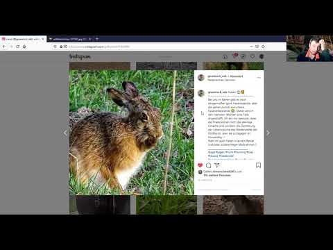 Unterscheidung Feldhase / Wildkaninchen