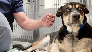 Watch this shelter dog melt the first time he