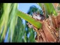 Белка и бельчата на пальмах видео и фото, природа Испании Коста Бланка 