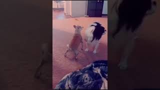 Animal version of everything i do (i do it for you) - brandy