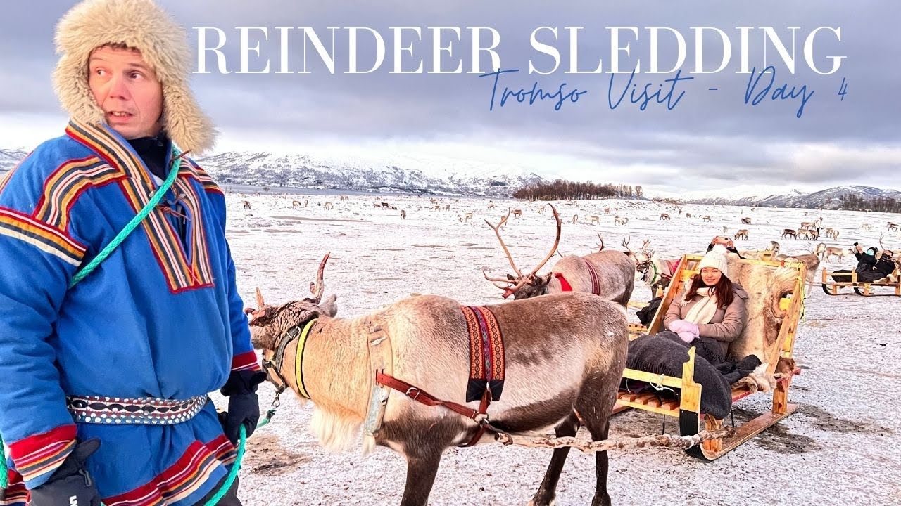 reindeer sledding tromso video