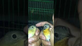 Download lagu BURUNG MUGIMAKI JANTAN DAN BETINA “SERTA CARA MEMBEDAKAN NYA “ mp3