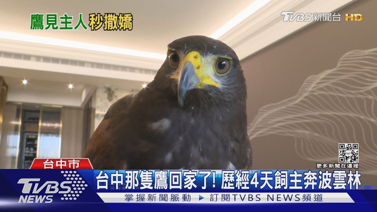 台中那隻鷹回家了! 歷經4天飼主奔波雲林