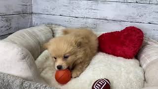 ハーフ犬の動画02