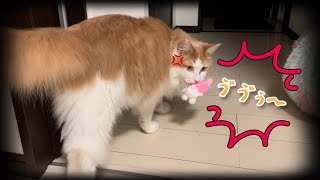 マイメロディあげたらお気に入り過ぎて怒りながら歩く猫wwwライト君です