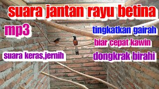 Download lagu Suara pancingan murai batu agar birahi,MP3 suara rayuan jantan agar birahi menaikan gairah jantan mp3