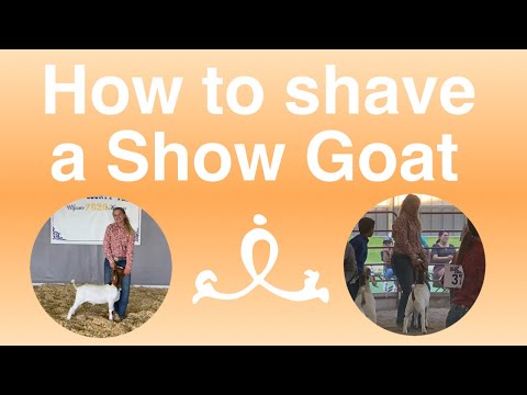 , title : 'How to shave and prep your goat for show! | Cleaning/Grooming | Green Eyed Cowgirl'