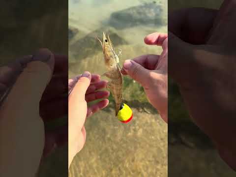 Kanama Luminous Live Shrimp Hooks - Let Your Shrimp Bait Move Freely.