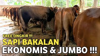 Download lagu SAPI BAKALAN JUMBO‼️HARGA SAPI BAKALAN JANTAN PERSIAPAN QURBAN TERBARU mp3
