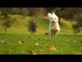Doritos My Dog Is Lost Commercial