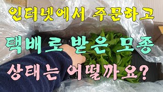 고추모종 택배로 받아도 될까요?