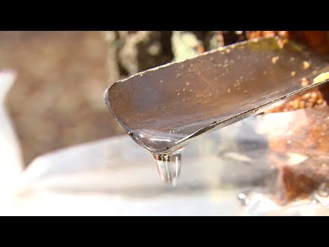Лесхозы Беларуси подвели итоги по заготовке березового сока видео