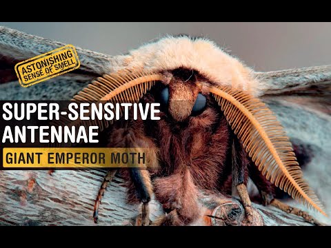 Super Bug : Giant Emperor Moth