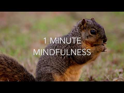 Squirrel Method For A More Mindful