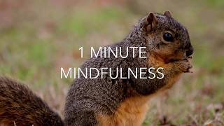 1 Minute Mindfulness Meditation Practice - Squirrel & Nut. Mindfulness made easy!