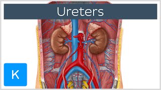 Ureters - Function, Definition and Anatomy 