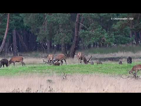 Nat. Park Hoge de Veluwe aug 2021