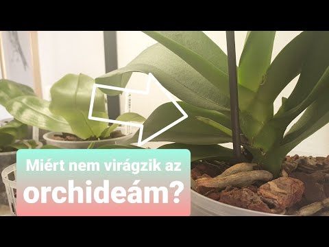, title : 'Miért nem virágzik az orchideám? | A lepkeorchidea (phalaenopsis) virágzásáról'