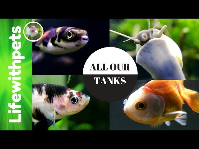 All Our Tanks in Depth. Betta Fish, Guppies, Amazon Puffers Goldfish  and More!